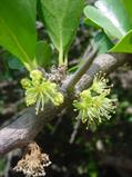 Wild Apricot ، Appelkoosdoring ، زردآلوی وحشی